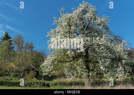 Un verger a toujours été le symbole du paradis. Cette vieille, fleurs de pommier est montrant pourquoi ! Banque D'Images