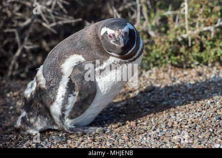 Patagonie penguin portrait sur la plage en vous regardant