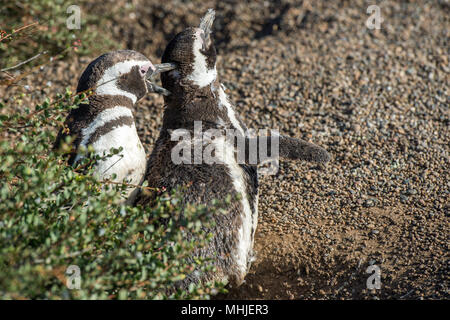 Patagonie penguin portrait sur la plage en vous regardant