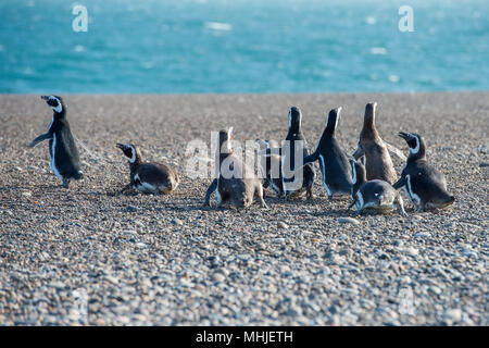 Patagonie penguin group en marchant sur la plage
