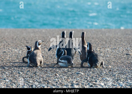 Patagonie penguin group en marchant sur la plage