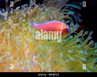 Une rose rose Skunk poissons clowns ou poisson clown (Amphiprion perideraion) dans l'Océan Pacifique Banque D'Images