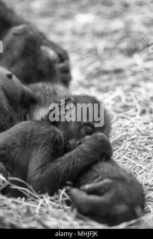 Bébé gorille dormant sur le bras de mère Banque D'Images