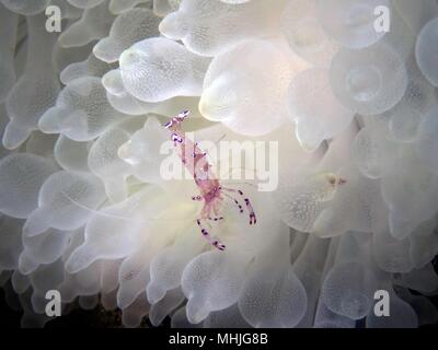 Un Saravasti Anemone Crevette sur un Truk dans l'anémone blanche Banque D'Images