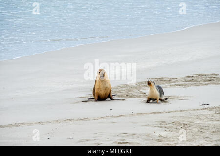 Chiot Bebe Lion De Mer Australien A Kangaroo Island Photo Stock Alamy