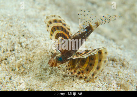 Devil Fish scorpion à partir de Philippines Banque D'Images