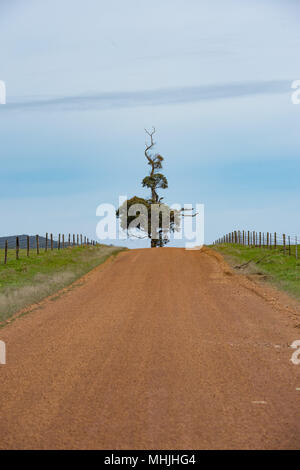 L'Australie red road en vert forêt d'eucalyptus Banque D'Images