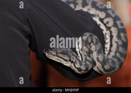 Portrait de serpent Python tout en se suspendant à l'homme Banque D'Images