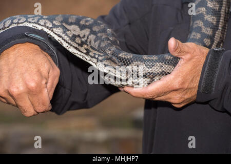 Portrait de serpent Python tout en se suspendant à l'homme Banque D'Images