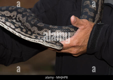 Portrait de serpent Python tout en se suspendant à l'homme Banque D'Images