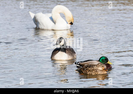 Les canards, cygnes, oies Banque D'Images