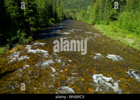 Colt tué Creek, Lewis et Clark National Historic Trail, Clearwater National Forest, North Carolina Banque D'Images