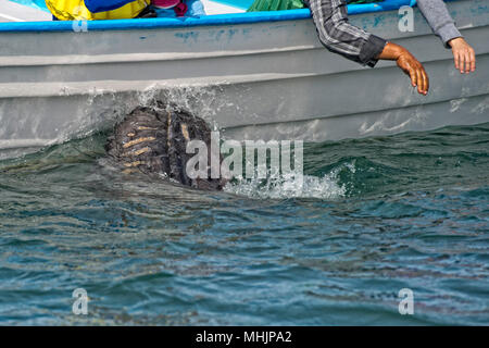 Tout en caressant les mains et toucher une baleine grise Banque D'Images