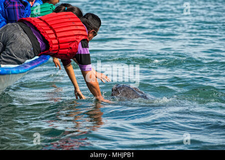 Tout en caressant les mains et toucher une baleine grise Banque D'Images