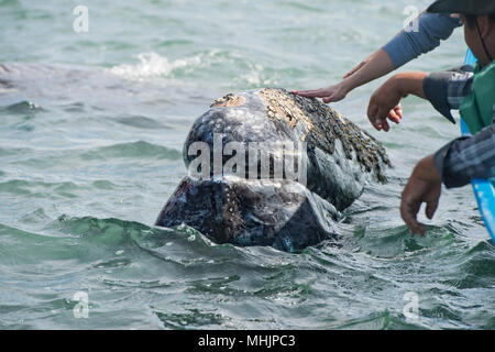 Tout en caressant les mains et toucher une baleine grise Banque D'Images