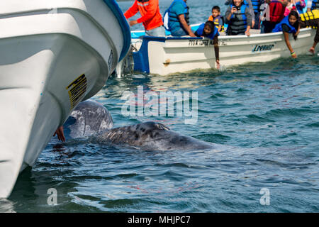 ALFREDO LOPEZ MATEOS - Mexique - 5 février, 2015 - mains en se caressant et en touchant une baleine grise mère et son petit se reposer pour la traite Banque D'Images