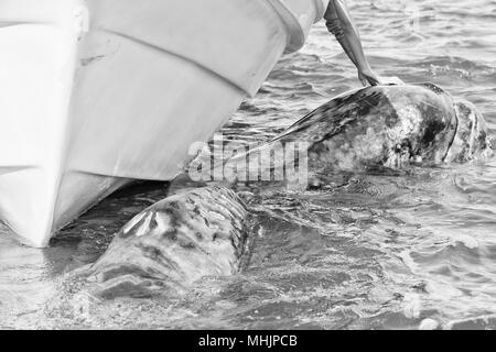 Tout en caressant les mains et toucher une baleine grise Banque D'Images