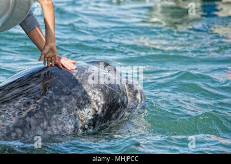 Tout en caressant les mains et toucher une baleine grise Banque D'Images