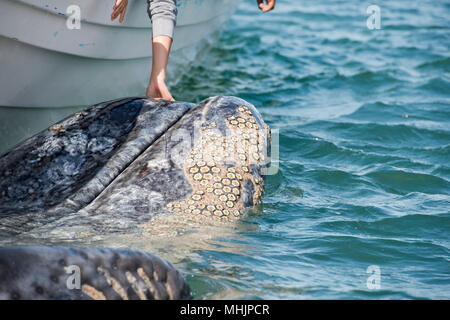 Tout en caressant les mains et toucher une baleine grise Banque D'Images