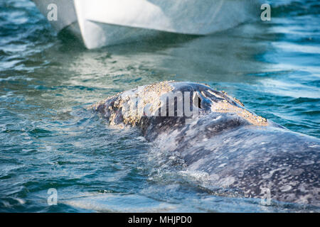 Tout en caressant les mains et toucher une baleine grise Banque D'Images