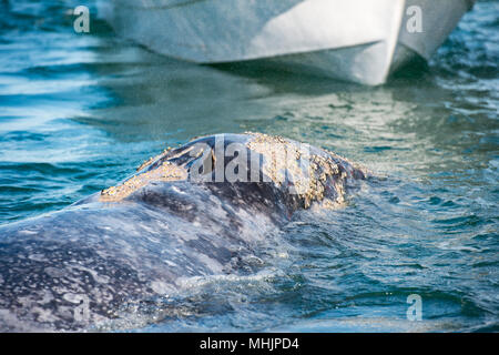 Tout en caressant les mains et toucher une baleine grise Banque D'Images