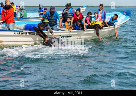 ALFREDO LOPEZ MATEOS - Mexique - 5 février, 2015 - mains en se caressant et en touchant une baleine grise mère et son petit se reposer pour la traite Banque D'Images