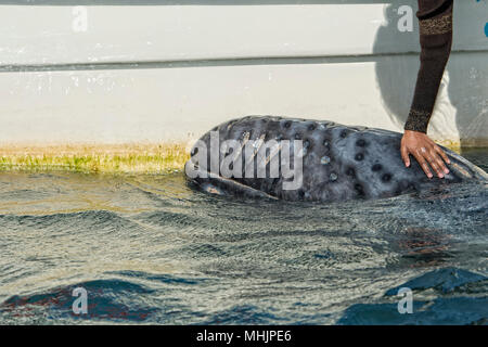 Tout en caressant les mains et toucher une baleine grise Banque D'Images