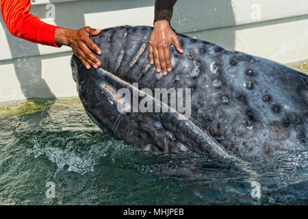 Tout en caressant les mains et toucher une baleine grise Banque D'Images