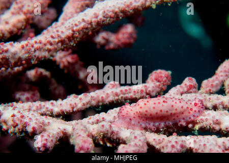 Un corail mou sur cauris macro dans Cebu Philippines Banque D'Images