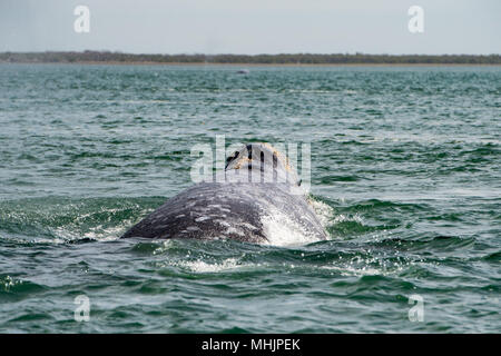 Tout en caressant les mains et toucher une baleine grise Banque D'Images