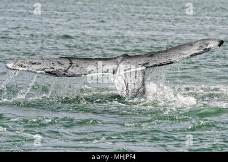 Queue de baleine grise en descendant dans l'océan pacifique Banque D'Images