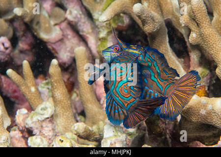 Le poisson mandarin sur fond de coraux durs en Philippines Banque D'Images