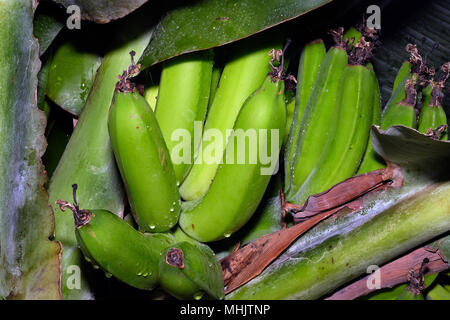 Une banane est un fruit comestible - botaniquement un berry - produites par plusieurs types de grandes plantes à fleurs herbacées du genre Musa.. Banque D'Images