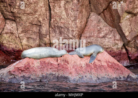Les joints de lions de mer tout en vous relaxant sur les roches Banque D'Images