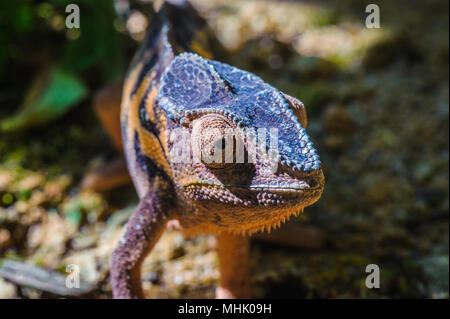 L'Oustalet ou géant malgache (caméléon Furcifer oustaleti) Banque D'Images