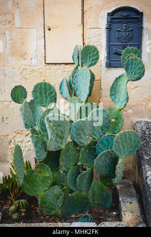 Green cactus plante avec une lettre fort vintage bleu sur un mur en maçonnerie de pierre. Le format Portrait. Banque D'Images