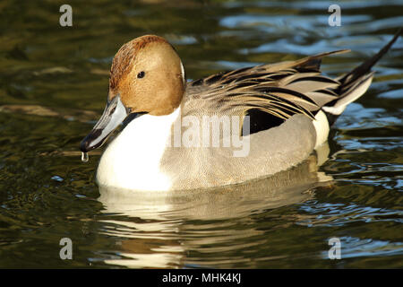 Un portrait d'un mâle Canard pilet. Banque D'Images