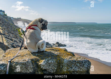 Chiot chiot Titan, assis sur un rocher sur une plage de Porthleven avec en toile de fond la mer et ciel bleu Banque D'Images