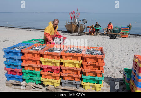 Binz, Deutschland. 09 avr, 2018. 09.04.2018, Mecklembourg-Poméranie-Occidentale, Binz : le pêcheur Jurgen Kuse remplit une boîte avec les harengs sur la plage de la station balnéaire de Binz sur l'île de Rugen. Kuse est un des derniers pêcheurs de plage sur la côte de la mer Baltique Rugens. Déjà à l'aube, il démarre tous les jours avec ses collègues de la spots de pêche en face de l'île de Rugen. Ce qu'ils obtiennent de l'actuellement bien-remplie de filets, ils sont parfois même inséré ou fumé et vendus à l'industrie de la pêche. Credit : Stefan Sauer/dpa image centrale/dpa | dans le monde d'utilisation/dpa/Alamy Live News Banque D'Images