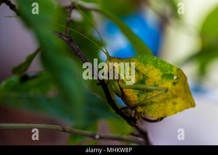 Beetle camouflé dans la nature Banque D'Images