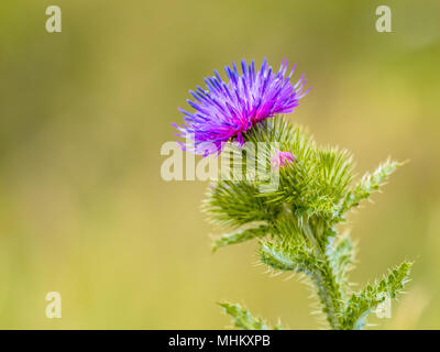 Chardon des champs (Cirsium arvense) purle fleur avec fond vert Banque D'Images