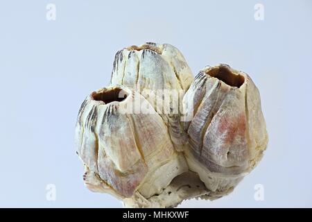 Acorn barnacle bay, Amphibalanus improvisus, espèces nuisibles envahissantes