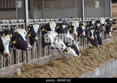 L'alimentation du bétail dans un hangar de l'ensilage Banque D'Images