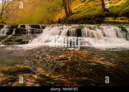 Cascade cascade dans un forrest Banque D'Images