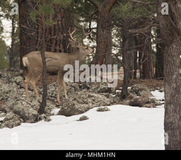 Buck marche dans la neige en hiver. Banque D'Images