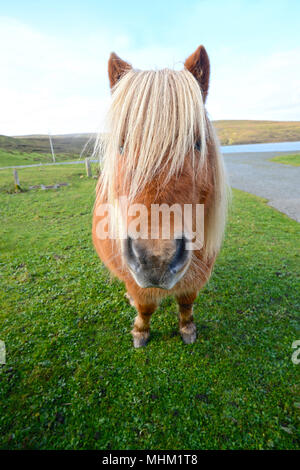 Sur la tête à poneys Shetland Banque D'Images