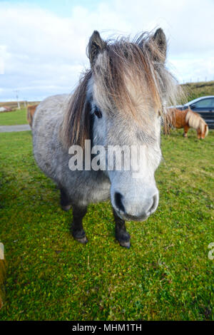 Sur la tête à poneys Shetland Banque D'Images