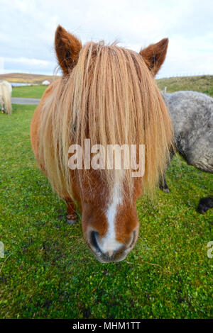 Sur la tête à poneys Shetland Banque D'Images