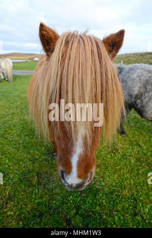 Sur la tête à poneys Shetland Banque D'Images