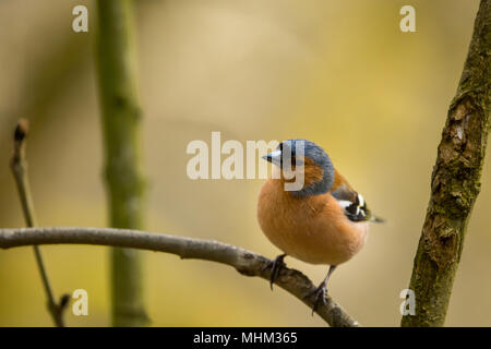 Homme Chaffinch oiseaux RSPB à cacher sur le lac Vyrnwy Wales Banque D'Images